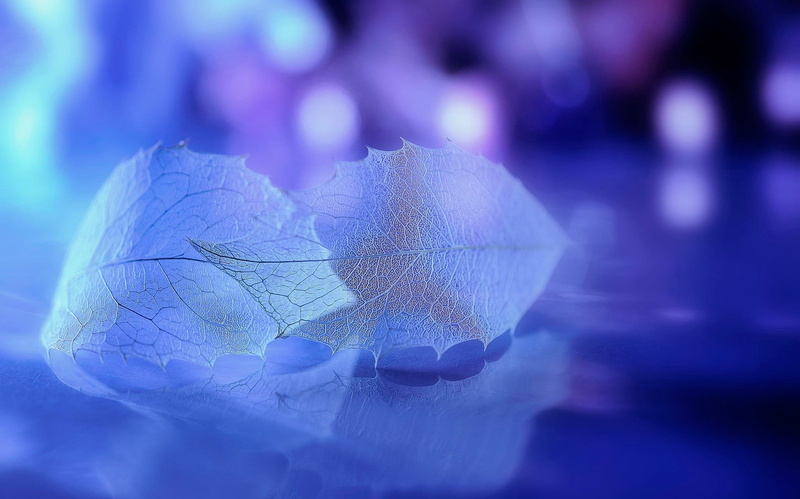 animal wildlife, clear, white, outdoors, flower, decoration, bokeh, digital composite, animal, close-up, season, purple, flowering plant, lights, leaves