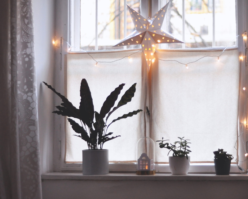 electric lamp, day, window sill, growth, home interior, decoration, lighting equipment, lights, candle, illuminated, plants, green, light, star, windowpane