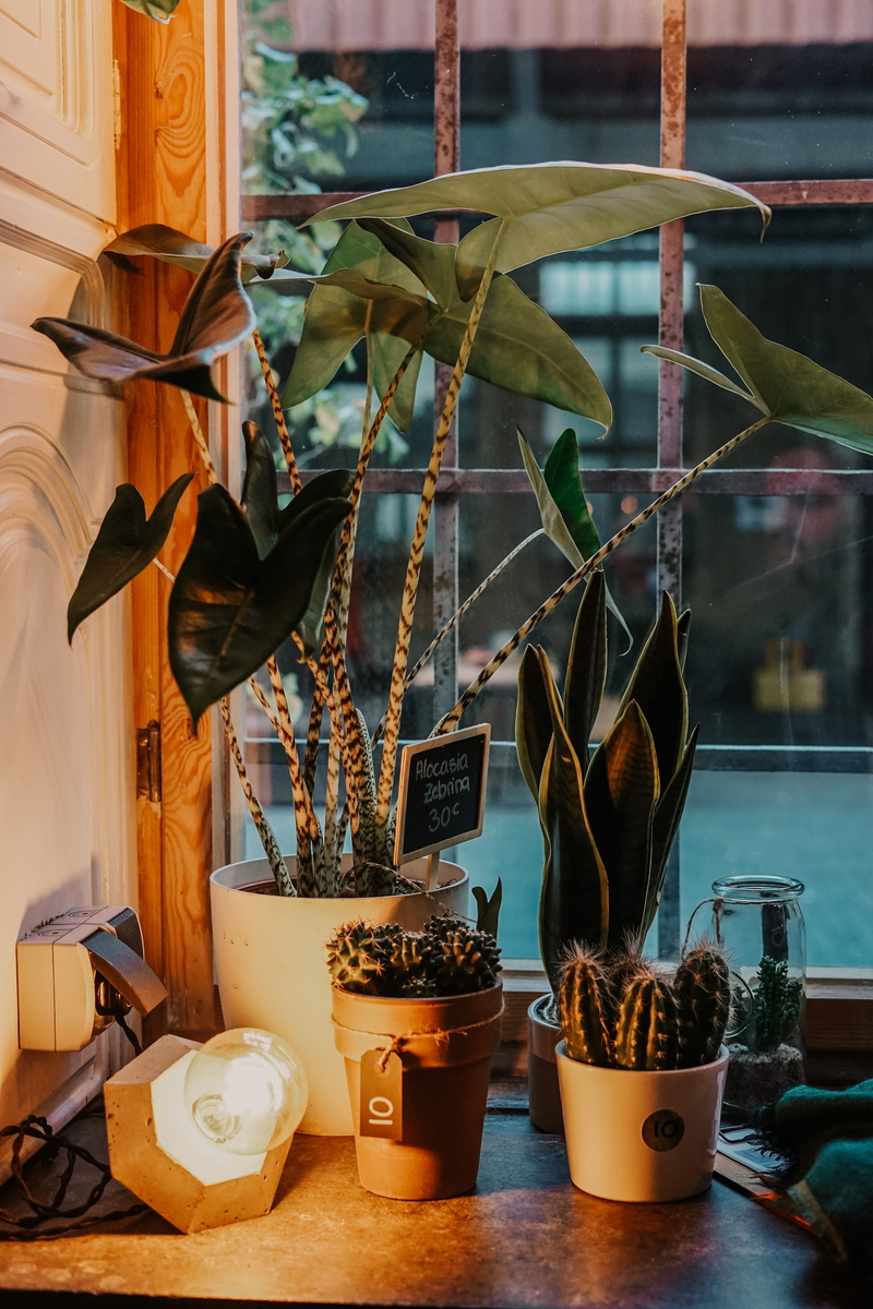 electronics, pottery, blossom, art, 4K, indoors, furniture, nature, flower arrangement, display, near, ikebana, screen, food and drink, art and craft