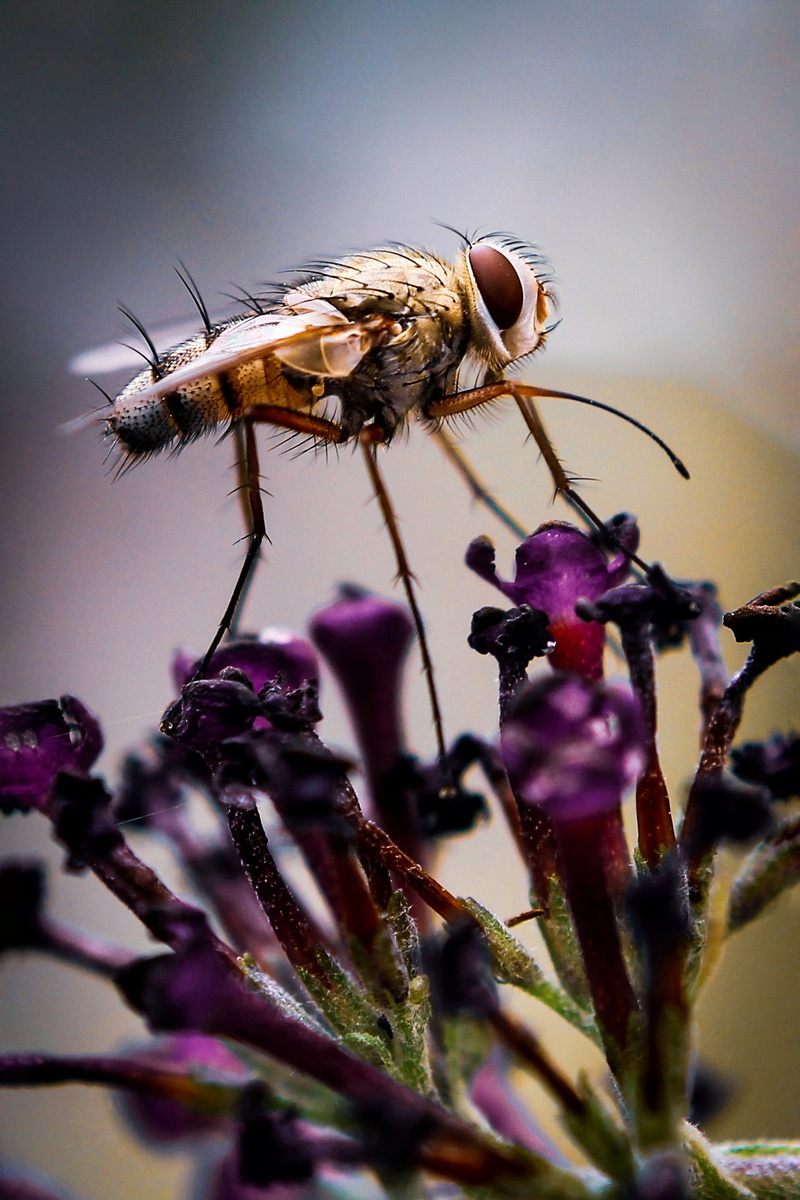 one animal, flower head, flowering plant, animal themes, pollination, close-up, no people, macro, freshness, selective focus, 2K, light, patience, watch