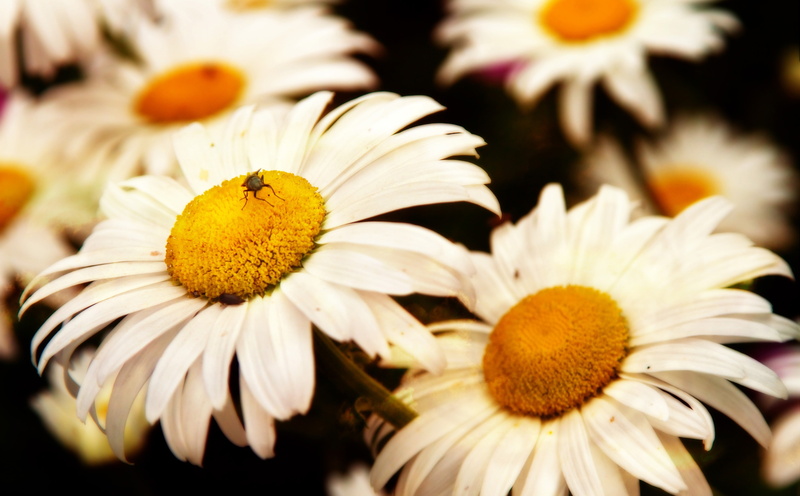 vulnerability, animal themes, focus on foreground, beauty in nature, fragility, close-up, invertebrate, pollen, 5K, inflorescence, no people, Flowers