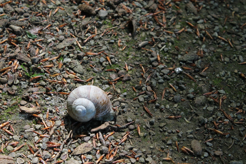 animals in the wild, invertebrate, plant, mollusk, no people, land, high angle view, animal Shell, snail, housing, 4K, snail shells, nature, animal, field