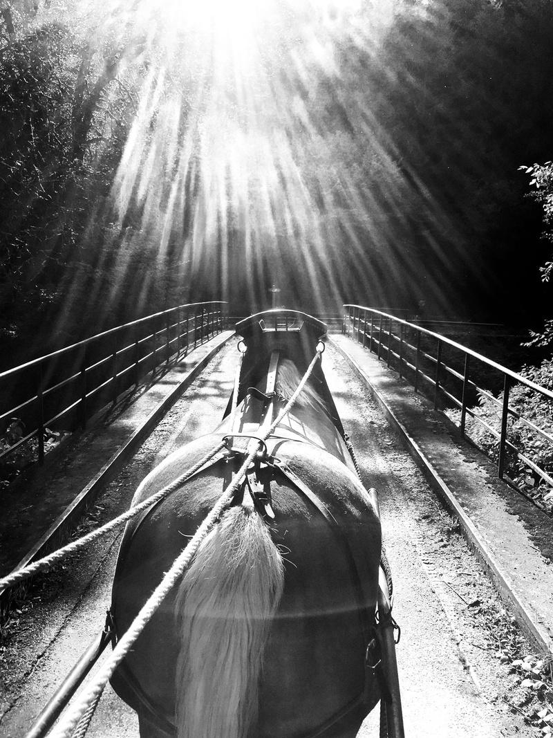 domestic, forest, coach, railroad track, pets, herbivorous, working animal, mammal, day, sunlight, no people, bridge, vosges, track, animal, domestic animals