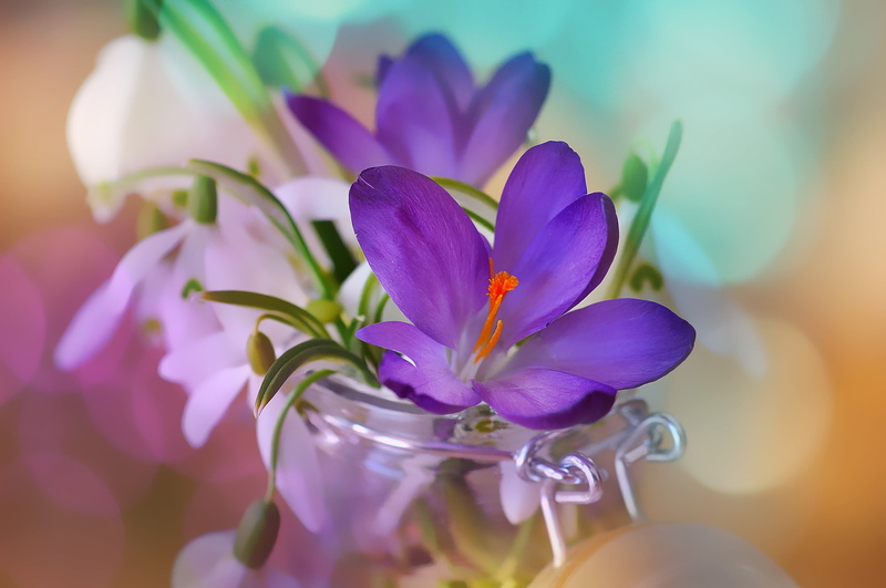 flowering plant, white, beauty, flower, snowflake, blossom, clear, freshness, snowdrop, signs of spring, bouquet, canister, flower Head, indoors, inflorescence