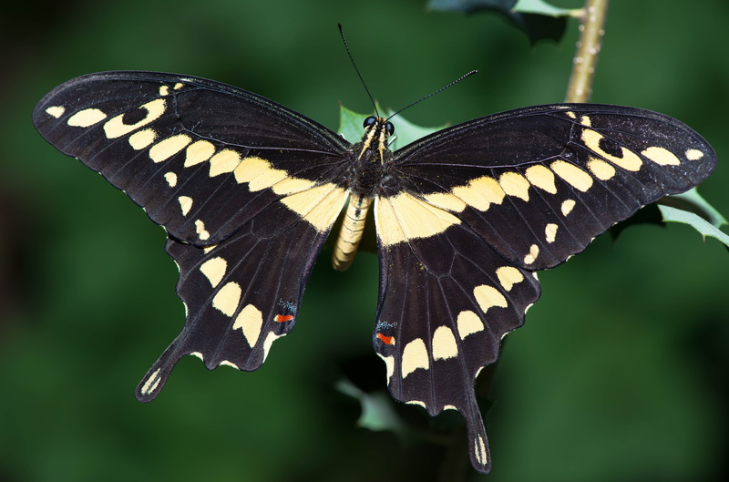 summer, close-up, pattern, bug, beauty in nature, animals in the wild, plant, butterfly - insect, swallowtail, animal body part, animal markings, wildlife