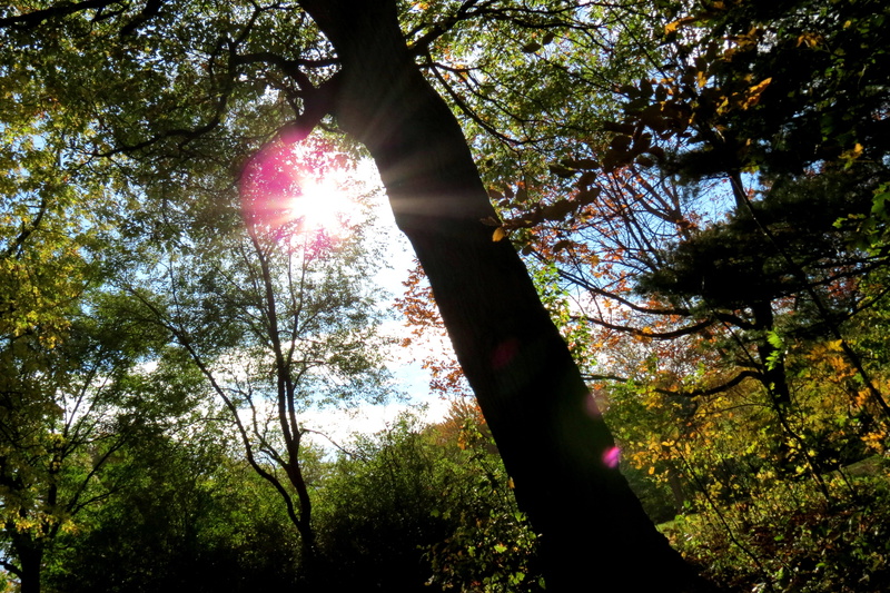 tree trunk, light, land, solar flare, lens flare, leaves, tranquility, Canada, healthy, sunlight, oak, day, summer, branch, color, natural, fresh, low angle view
