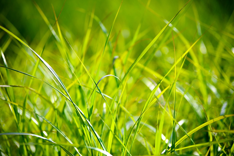 springtime, land, yellow, its time to, beauty in nature, the background, clear, colorful, photography, nature, grass, agriculture, day, lawn