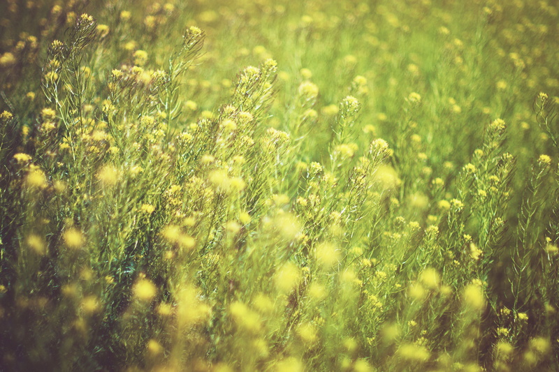 outdoors, blur, land, environment, garden, nature, grass, freshness, beauty in nature, backgrounds, plant, 8K, flowers, bright, green, meadow, growth