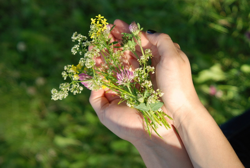 day, flowering plant, human body part, leave, blades, beauty in nature, close-up, hand, freshness, people, nature, females, one Person, vulnerability, 4K
