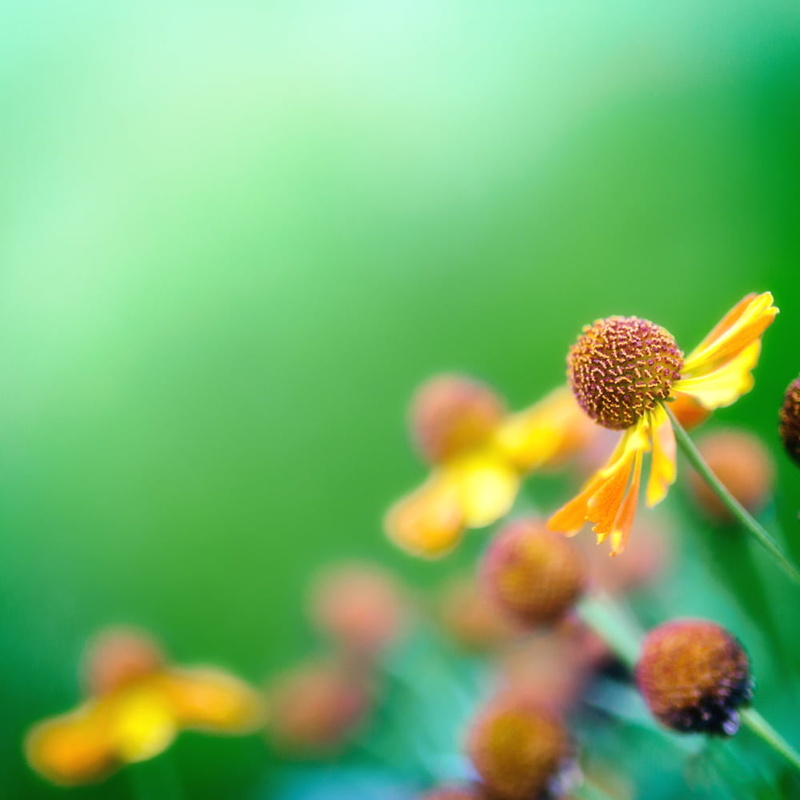 close-up, Flower  Garden, selective, green Color, 480P, focus, petaled, summer, Green  square, nature, corner, yellow, plant, photography, flower  Flower