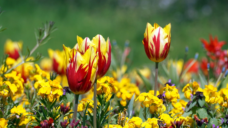growth, day, flowerbed, field, Flower, Garden, beauty In Nature, blossom, flowering plant, fragility, colorful, blooming, land, springtime, multi Colored