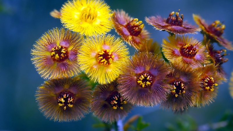 floral, focus on foreground, pollen, petal, close, inflorescence, bright, beauty in nature, sun, flora, flowering plant, life, plant, selective focus, summer