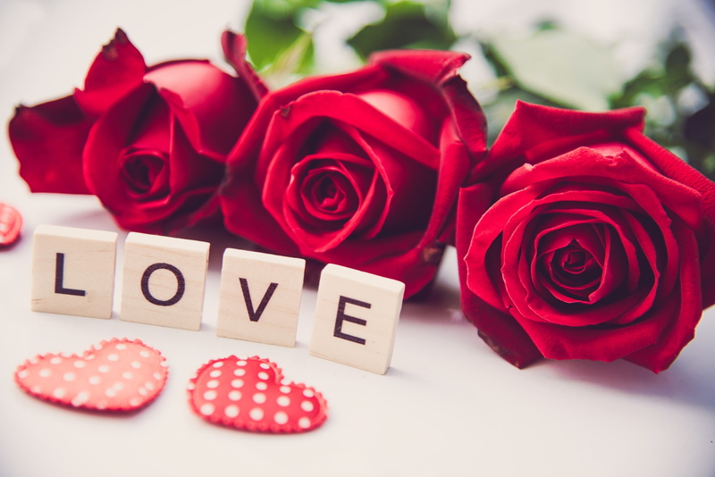 Rose, Flower, Photography, 1080P, Red Flower, Still Life, Love