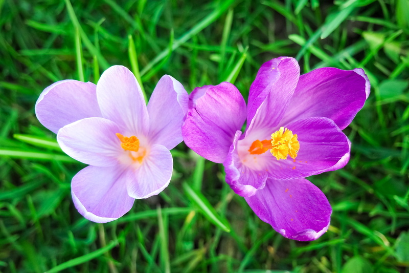 white, crocus, inflorescence, purple, vulnerability, flower meadow, spring fever, no people, plant, flora, meadow, colorful, early summer, garden, pink