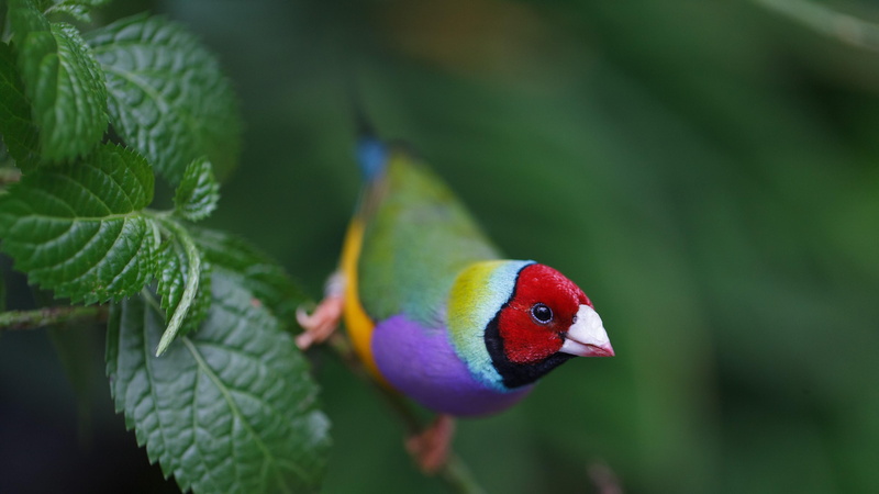 finch, bird, colorful, gouldian finch, 4K