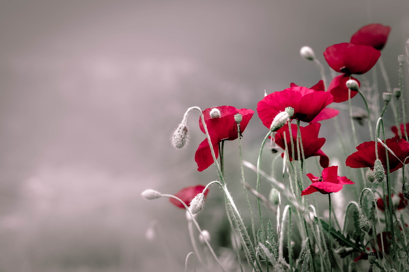 springtime, beauty, garden, growth, focus on foreground, flowers, natural, close-up, day, nature, petal, spring, beauty in nature, plant, fragility, flowering plant