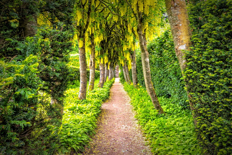forest, rest, brown, recovery, treelined, path, romantic, tranquil scene, land, trail, artwork, garden, tree, tree canopy, scenics - nature, footpath, 5K