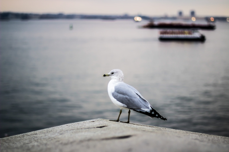 seagull, nautical vessel, white, 5K, animal wildlife, beautiful, statue of liberty national monument, focus, birds, pavement, bird, focus on foreground