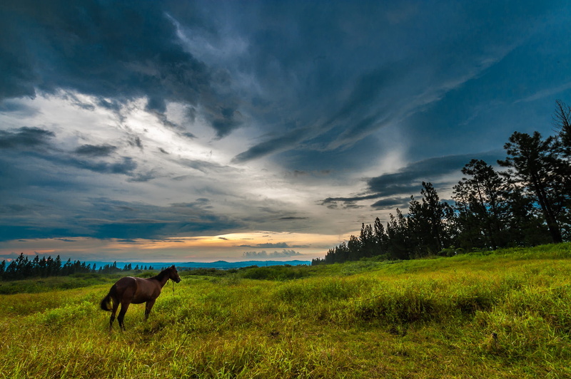 landscape, summer, bukidnon, DSC, rural Scene, green, field, animal, sunset, day, outdoors, grass, meadow, green field, 1080P, sky, cloud - Sky, pasture