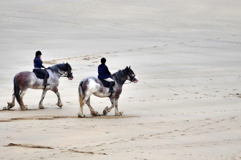 two, animal themes, girl, canine, leisure, animal, domestic, landscape, grey, land, active, nature, person, horseback, pets, outdoor, equestrian, group of animals