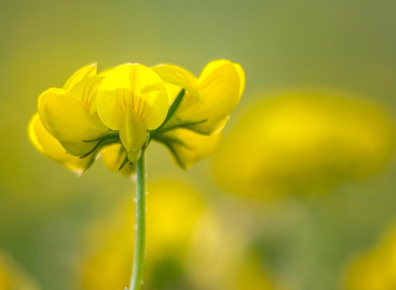 scent, happiness, quiet, springtime, peace, nature, blossom, bloom, softness, Rapeseed, plant, color, close-up, 2K, bien, Yellow, closeup, parfum, plaisir