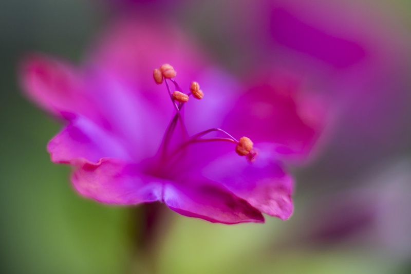 plant, treasure, peace, pleasure, passion, selective focus, selective, 1080P, bloom, petal, soft, être, pink Color, purple, nature, blossom, close-up