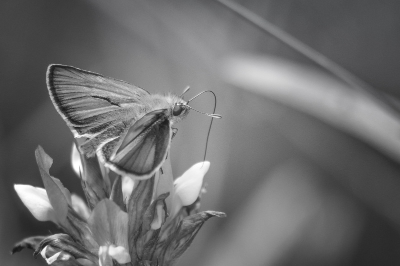 nikon  D750, grayscale, tels, macro, animal Wing, blossom, yann, insect, des, nature, photography, mm, 1080P, flower, nikkor, Sans, pensées, close-up