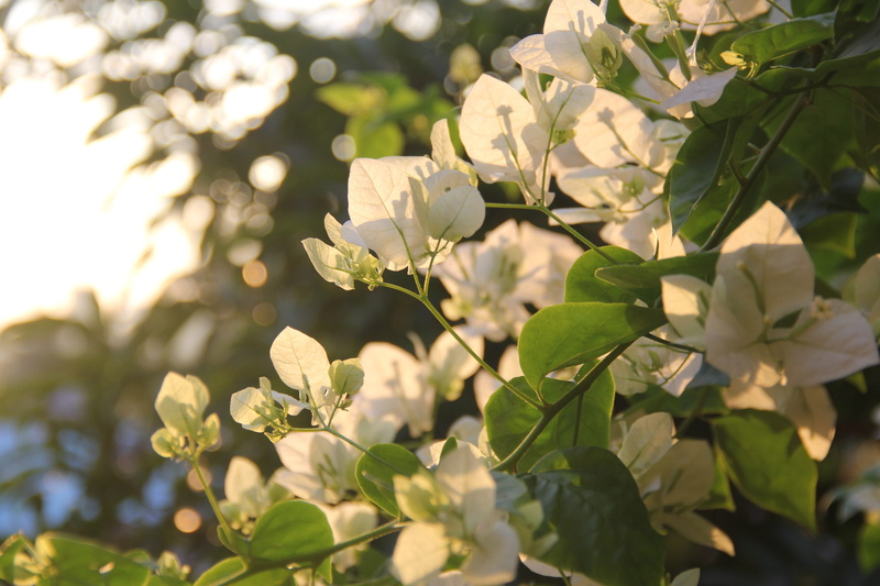 color, season, botany, beauty in nature, green, blooming, decoration, growth, 5K, Bougainvillea, floral, bloom, petal, garden, flower, outdoors, freshness