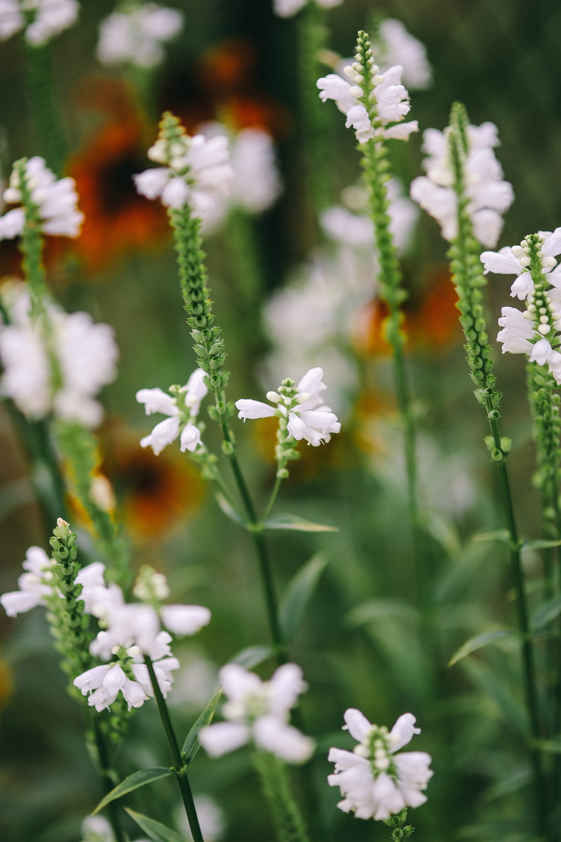 growth, colorfull, close-up, Flowers, flowering plant, 5K, day, fruits, flora, inflorescence, selective focus, flower, no People, outdoors, field, meadow