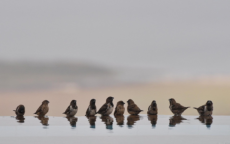 bath, sparrows, 1080P, bird, bathing, sparrow, water, animals