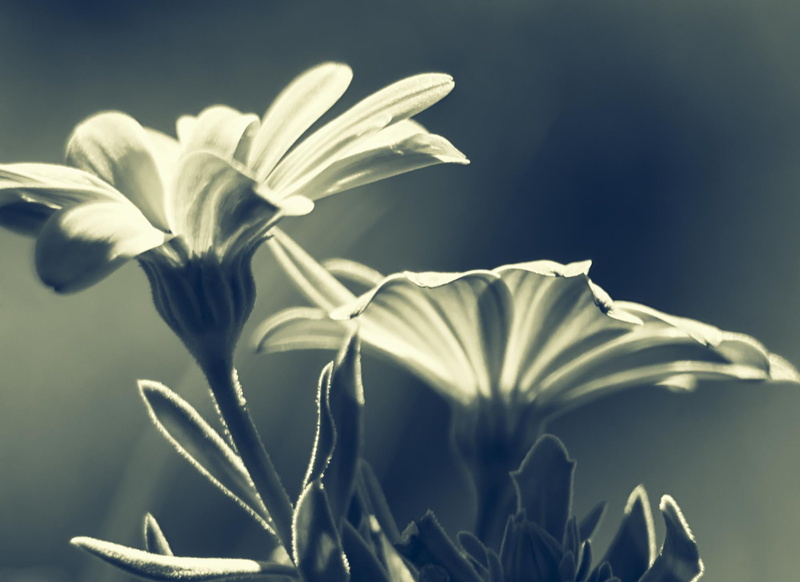 1080P, light, parfum, color, noir, two, macro, fully, closeup photography, treasure, photography, softness, happiness, scent, passion, flowers, bloomed