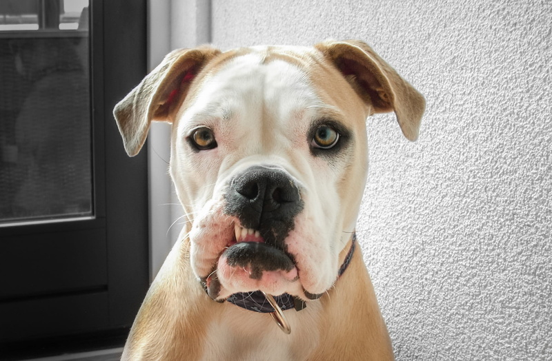 no people, one animal, animal themes, fur, wall, pedigree, color, canine, pet collar, looking, indoors, pet, domestic animals, bulldog, american, photo