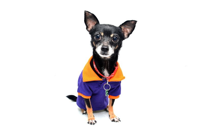 pet, indoors, domestic Animals, jack russell terrier, canine, cute, chihuahua - Dog, pets, portrait, friendly, animal, funny, breed, dog, white Background