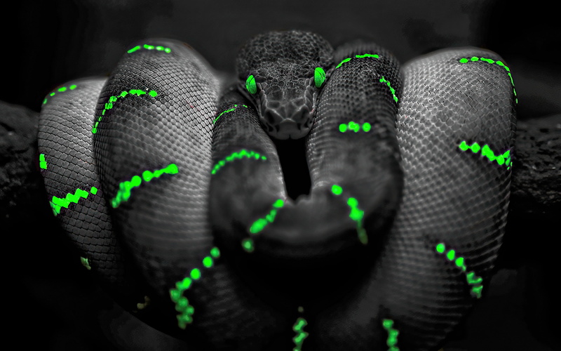 4K, branch, green eyes, digital, reptile, selective coloring, snake, looking at viewer, Boa constrictor, HDR