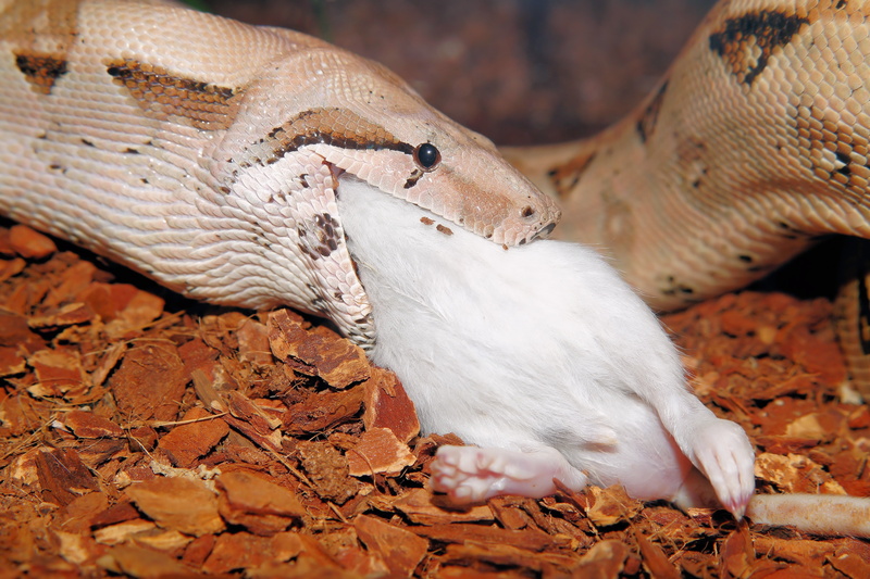 eating, mouse hunter, reptile, leaf, eat, no people, animal body part, constrictor, 5K, animal themes, nature, close, boa, white color, laboratory, lizard