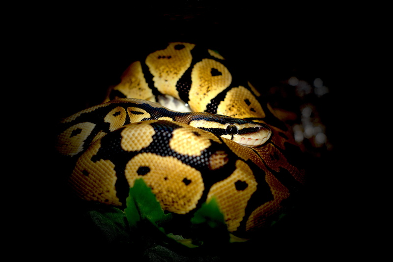 snake, animals in the wild, Snake, no people, Constrictor, animal eye, black background, animal themes, animal head, animal, animals in captivity, Ball Python