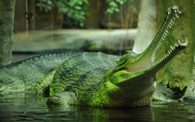 gharial, 1080P, animals, crocodiles, reptiles, nature