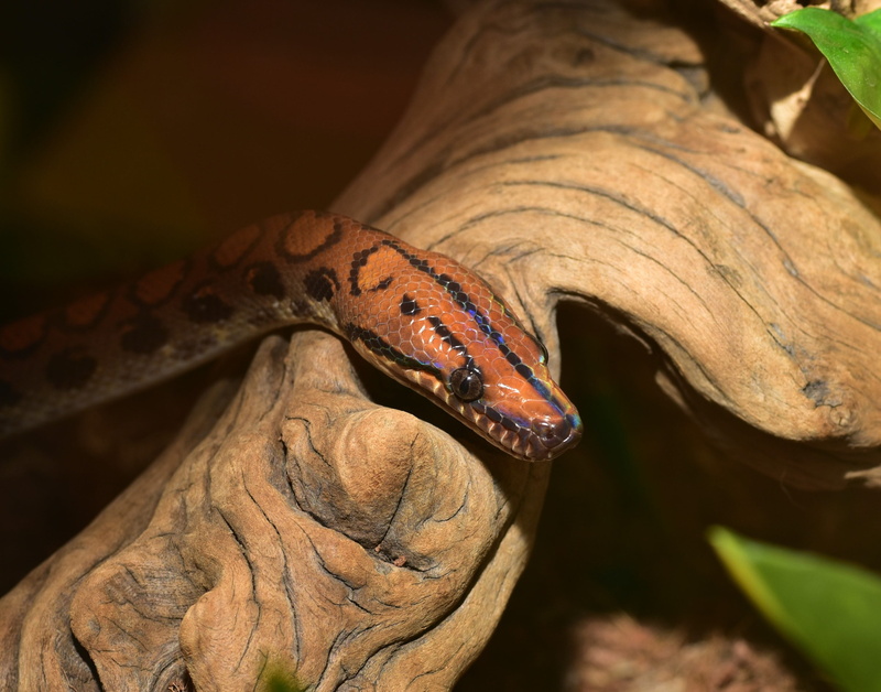 epicrates cenchria cenchria, colorful, animal themes, leaf, focus on foreground, nature, scale, brazilian red rainbow boa, mouth open, Snake, animal scale