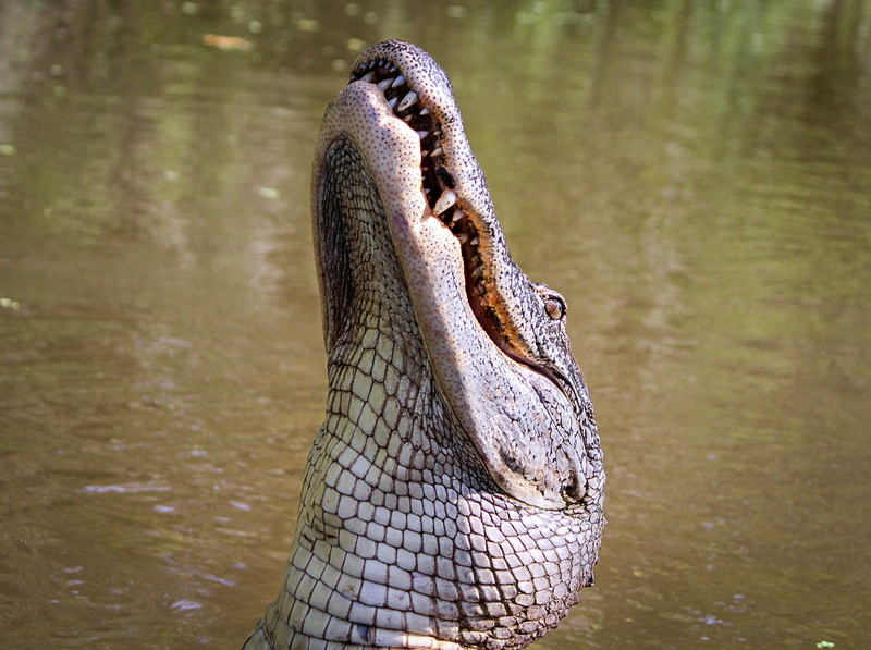 lake, africa, profile view, river, animal themes, predator, animal Skin, vertebrate, carnivore, 2K, wildlife, animal body part, day, animal Mouth, no people