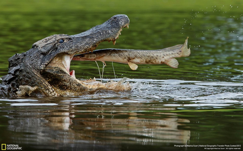animal themes, mouth, waterfront, crocodile, lake, reptile, one animal, aggression, close-up, animal mouth, animal wildlife, reflection, outdoors, day
