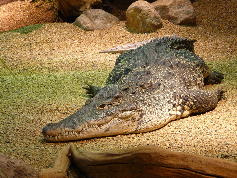 one animal, 2K, sunlight, animal wildlife, animal themes, no people, brown, animals in the wild, reptile, land, salt, water, zoo, animal head, animal body part