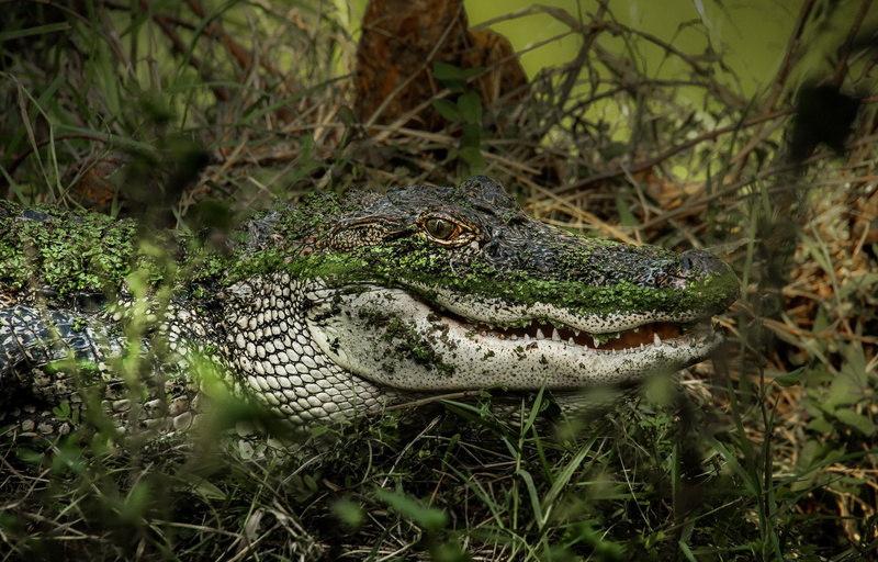 animal eye, crocodile, warning sign, animals, reptiles, close-up, animals in the wild, animal head, land, animal body part, no people, vertebrate, alligators