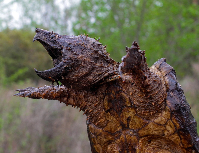 Alligator Snapping Turtle, Animal, 1080P