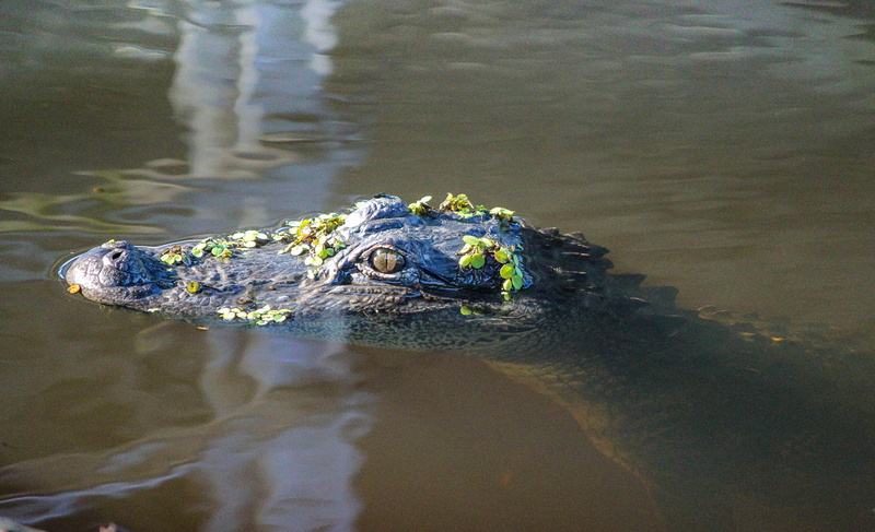 water, day, bayou, amphibian, outdoors, crocodile, american alligator, swamp, animal eye, lake, louisiana, animal head, animal themes, animal, animal body part