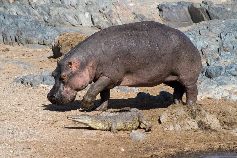 baby animals, crocodiles, animals, hippos, reptiles, 2K, rock