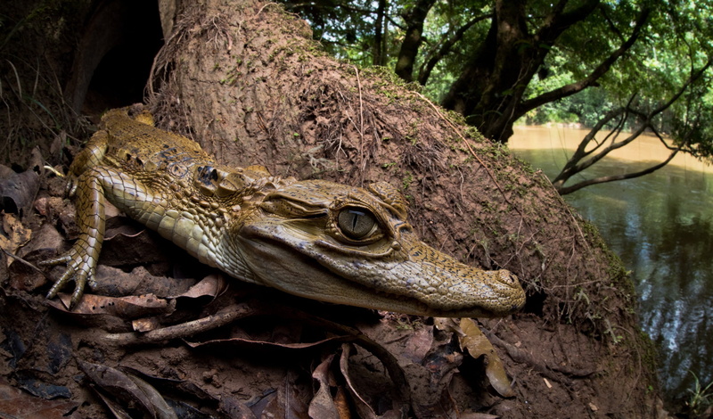 animal head, vertebrate, animals in the wild, crocodile, no people, water, animals, animal, tree, animal scale, trunk, reptile, close-up, plant, animal wildlife