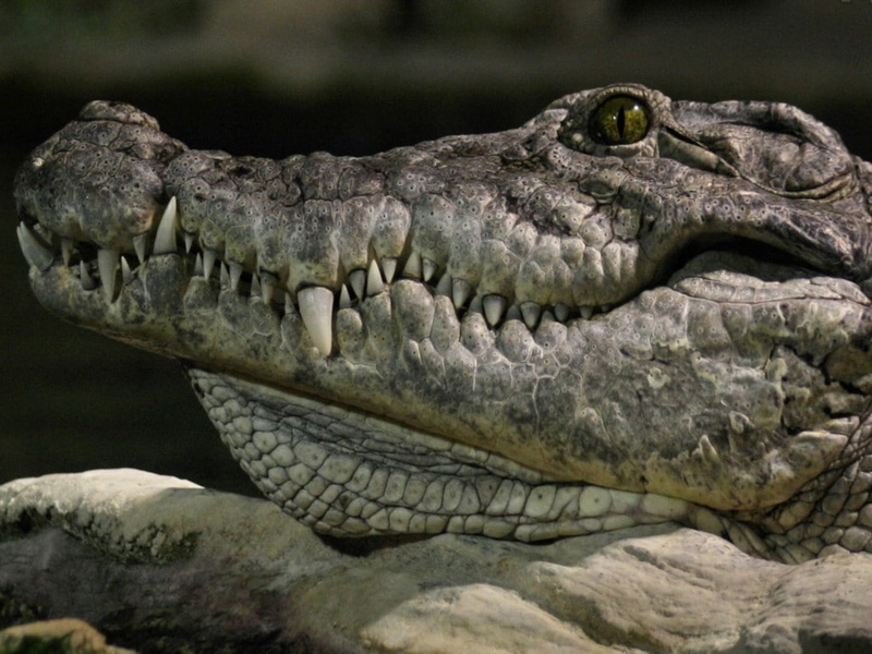 480P, alligators, reptiles