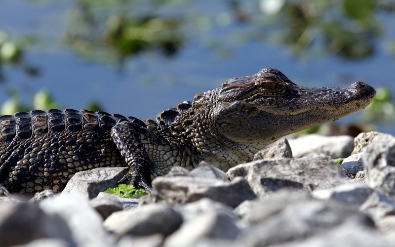 rock, baby animals, 2K, crocodiles, reptiles