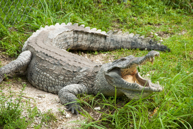 mouth, animal themes, day, animal wildlife, alligator, animal teeth, scales, grass, animals in the wild, sign, run, miami, plant, animal body part, warning sign