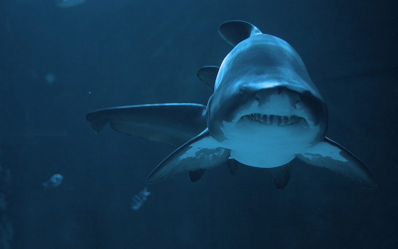 marine, sea life, nature, undersea, mouth open, animal, animal themes, white, 1080P, decor, animal wildlife, one animal, shark, outdoors, aggression, water